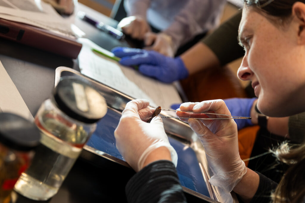 A student wearing latex gloves holds specimen and explores it using tweezers.
